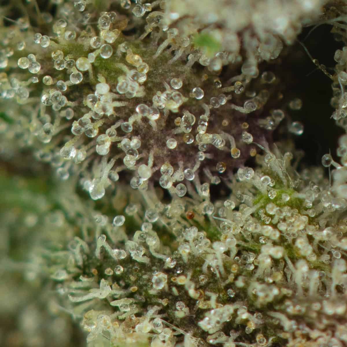 Alien Bubba - Image 3