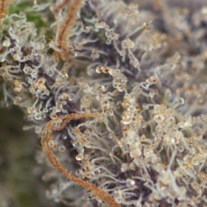 Black Truffle - Image 3