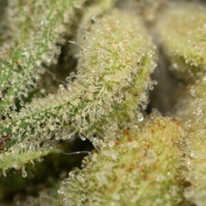 Face Off OG - Image 3