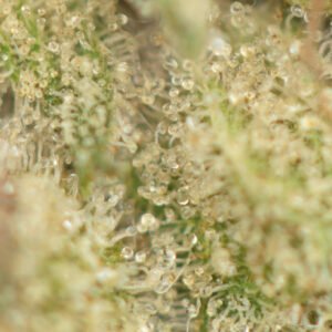 Island Pink Kush - Image 3