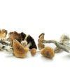 Dried Mushrooms Mix & Match Ounce