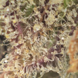 Skunkberry - Image 3