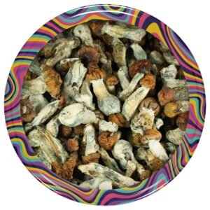 Vietnamese Cubensis
