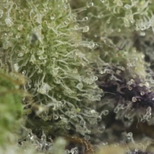 Alternative view of Sunset Sherbet (Smalls)